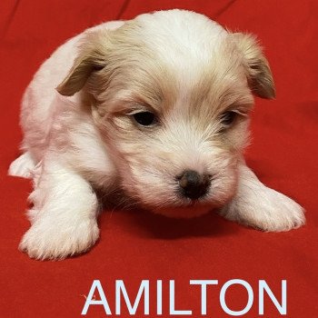 AMILTON à réserver Mâle Coton de tulear