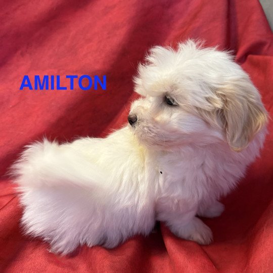 chiot Coton de tulear AMILTON à réserver Domaine de la Chantelaie  