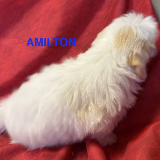 chiot Coton de tulear AMILTON à réserver Domaine de la Chantelaie  