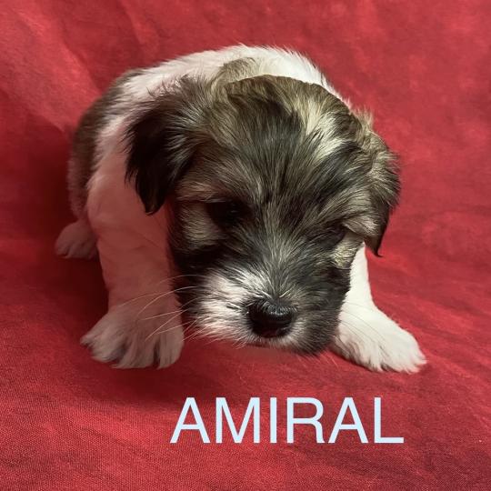 chiot Coton de tulear AMIRAL coton LOF à réserver Domaine de la Chantelaie  