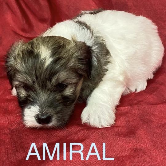 chiot Coton de tulear AMIRAL coton LOF à réserver Domaine de la Chantelaie  