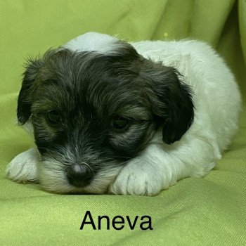ANEVA coton à réserver Femelle Coton de tulear