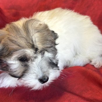 ANEVA coton Femelle Coton de tulear