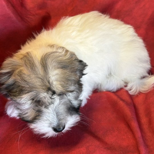 chiot Coton de tulear ANEVA coton Domaine de la Chantelaie  