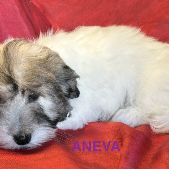 chiot Coton de tulear ANEVA coton Domaine de la Chantelaie  