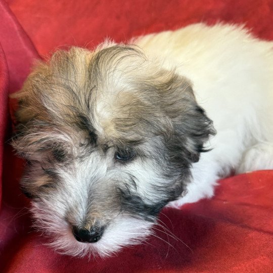 chiot Coton de tulear ANEVA coton Domaine de la Chantelaie  