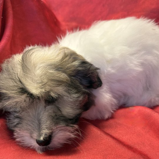 chiot Coton de tulear ANEVA coton Domaine de la Chantelaie  