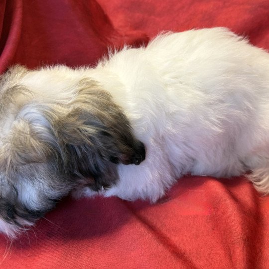 chiot Coton de tulear ANEVA coton Domaine de la Chantelaie  