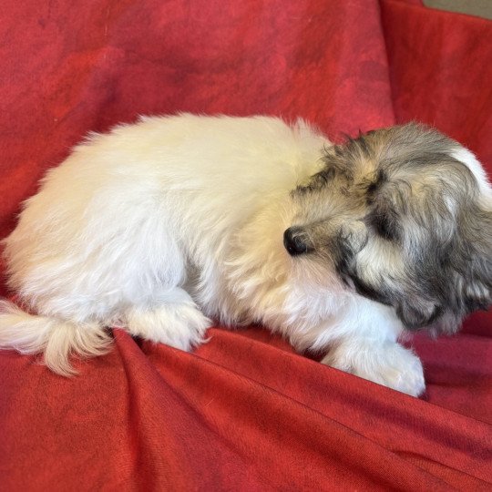 chiot Coton de tulear ANEVA coton Domaine de la Chantelaie  