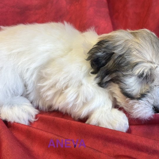chiot Coton de tulear ANEVA coton Domaine de la Chantelaie  