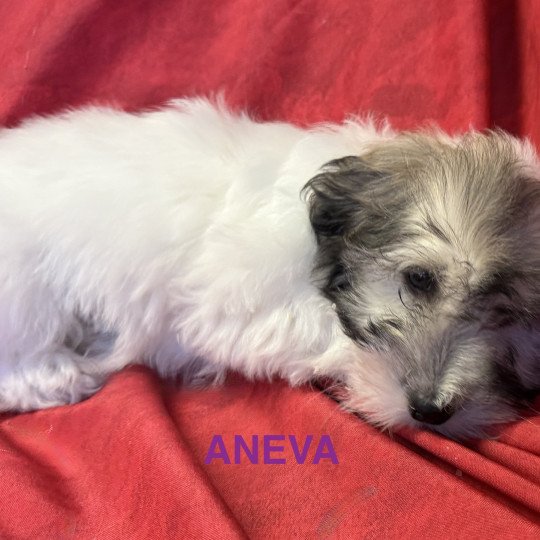 chiot Coton de tulear ANEVA coton Domaine de la Chantelaie  