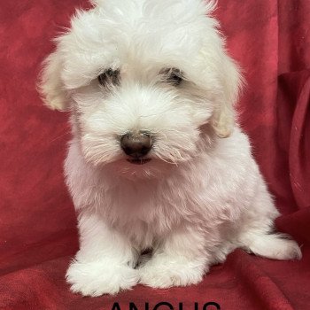 ANGUS coton Mâle Coton de tulear