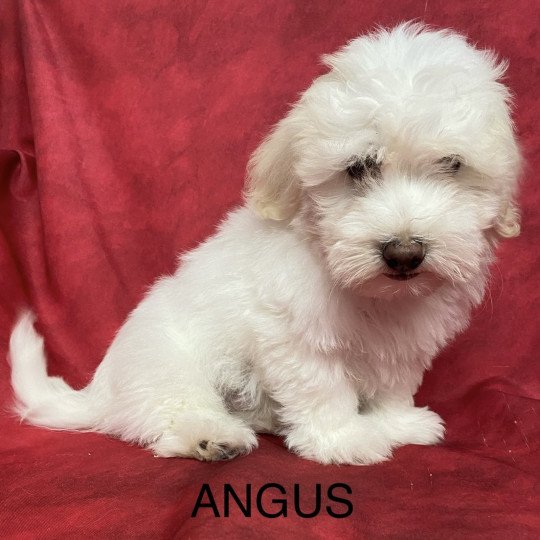 chiot Coton de tulear ANGUS coton Domaine de la Chantelaie  