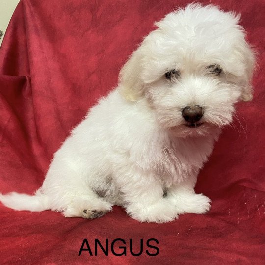 chiot Coton de tulear ANGUS coton Domaine de la Chantelaie  