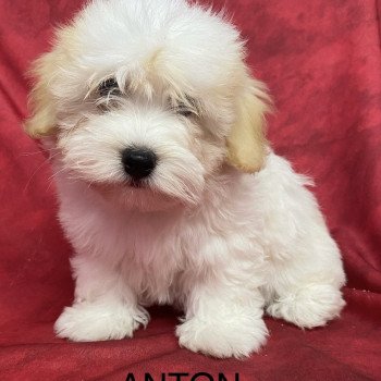 ANTON coton Mâle Coton de tulear