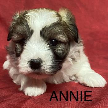 ANNIE coton à réserver Femelle Coton de tulear