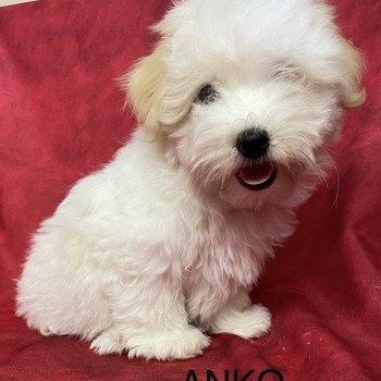 ANKO coton Mâle Coton de tulear