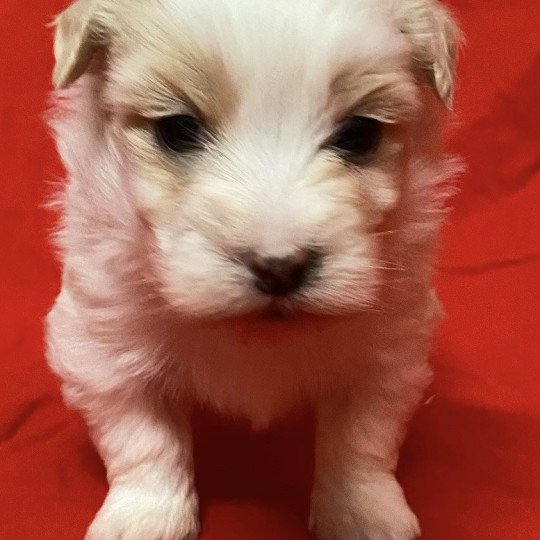 chiot Coton de tulear ANTZO à réserver Domaine de la Chantelaie  