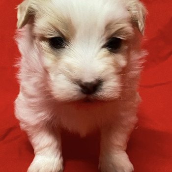 ANTZO à réserver Mâle Coton de tulear