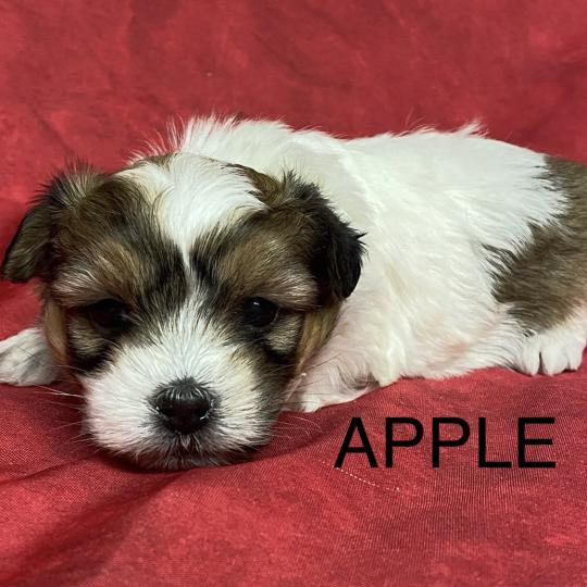 chiot Coton de tulear APPLE coton à réserver Domaine de la Chantelaie  
