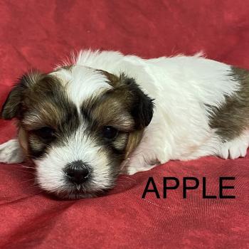 APPLE coton à réserver Femelle Coton de tulear