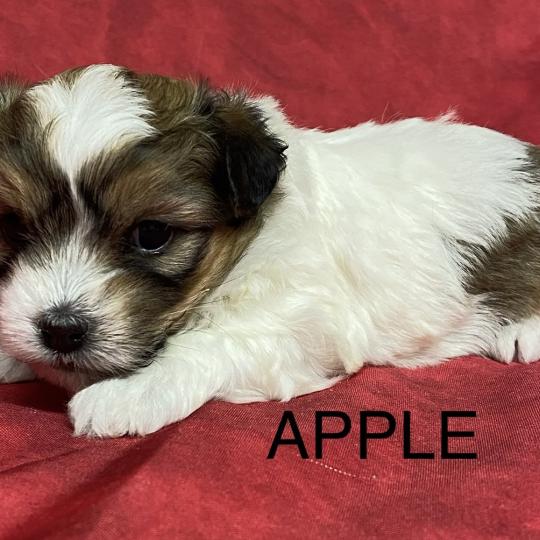 chiot Coton de tulear APPLE coton à réserver Domaine de la Chantelaie  