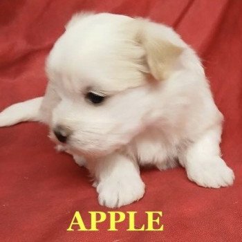 APPLE coton de tuléar à réserver Femelle Coton de tulear