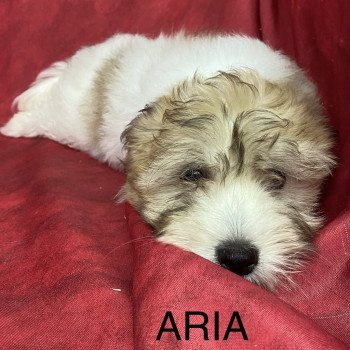 ARIA coton Femelle Coton de tulear