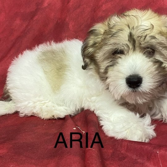 chiot Coton de tulear ARIA coton Domaine de la Chantelaie  