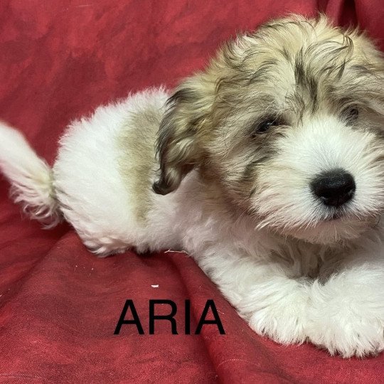 chiot Coton de tulear ARIA coton Domaine de la Chantelaie  