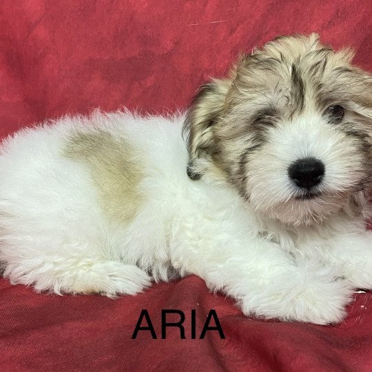 chiot Coton de tulear ARIA coton Domaine de la Chantelaie  