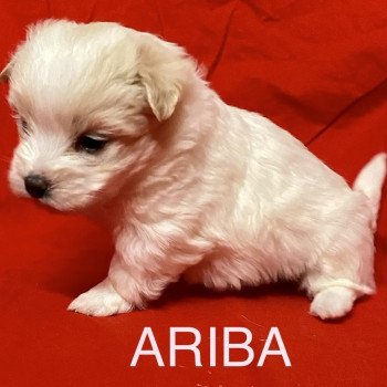 ARIBA à réserver Femelle Coton de tulear