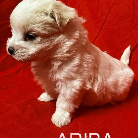 chiot Coton de tulear ARIBA à réserver Domaine de la Chantelaie  