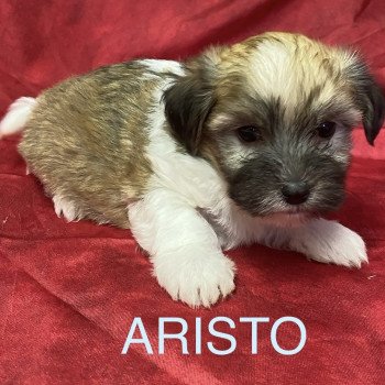 ARISTO coton tricolore à réserver Mâle Coton de tulear