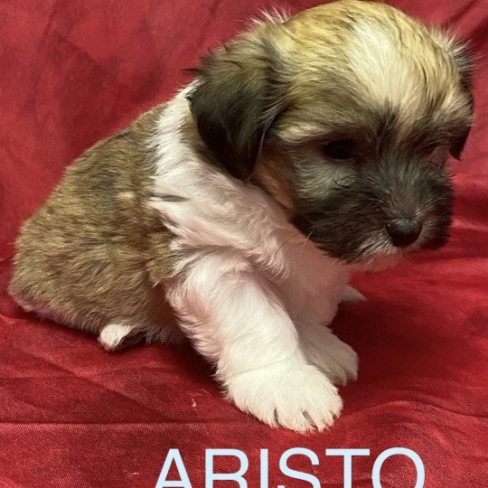 chiot Coton de tulear ARISTO coton tricolore Domaine de la Chantelaie  