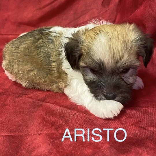 chiot Coton de tulear ARISTO coton tricolore Domaine de la Chantelaie  