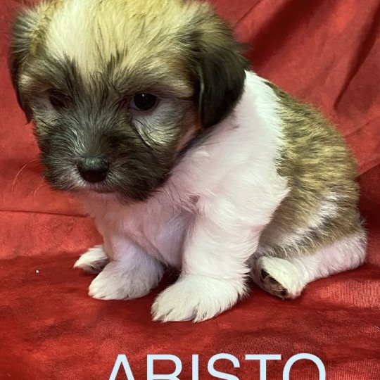 chiot Coton de tulear ARISTO coton tricolore Domaine de la Chantelaie  