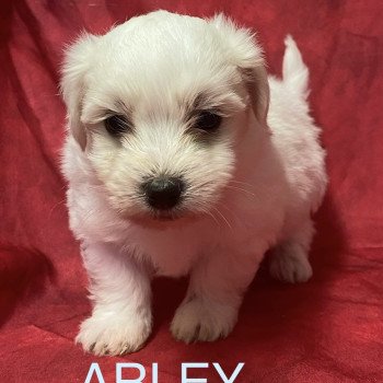 ARLEY coton blanc à réserver Mâle Coton de tulear