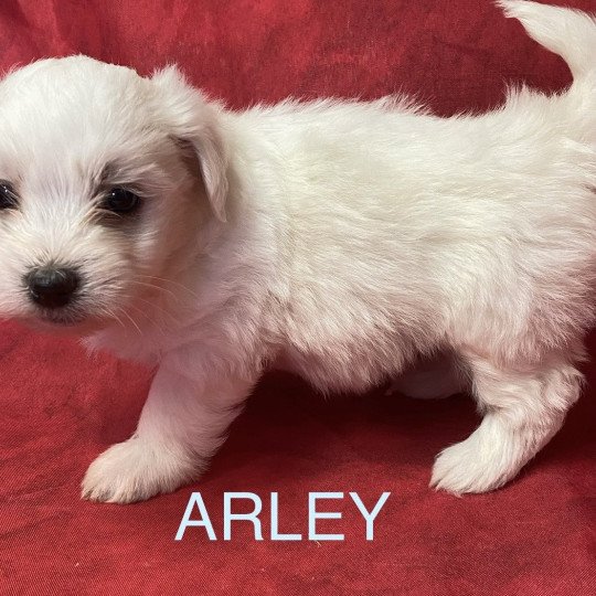chiot Coton de tulear ARLEY coton blanc Domaine de la Chantelaie  