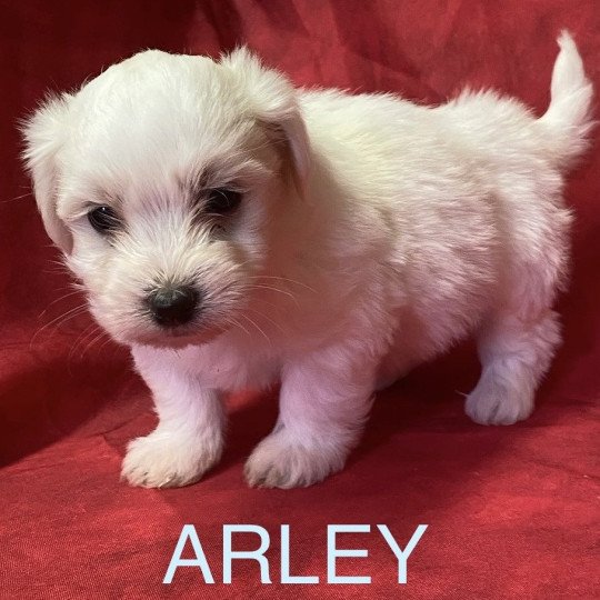 chiot Coton de tulear ARLEY coton blanc Domaine de la Chantelaie  