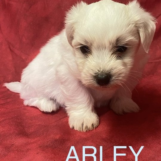 chiot Coton de tulear ARLEY coton blanc Domaine de la Chantelaie  