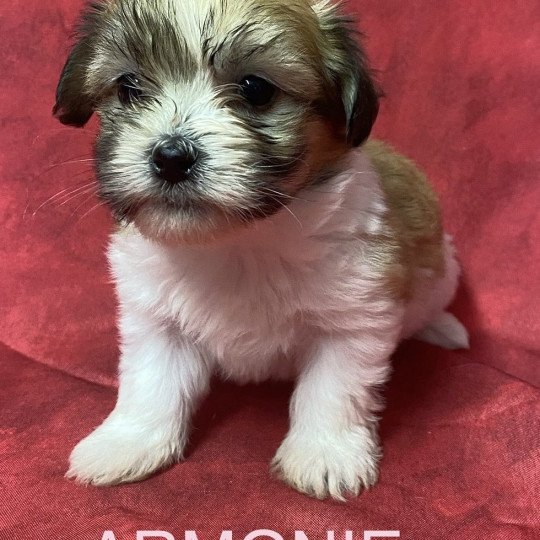 chiot Coton de tulear ARMONIE coton tricolore Domaine de la Chantelaie  