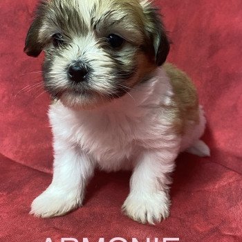 ARMONIE coton tricolore RÉSERVÉE Femelle Coton de tulear
