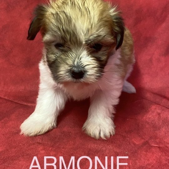chiot Coton de tulear ARMONIE coton tricolore Domaine de la Chantelaie  