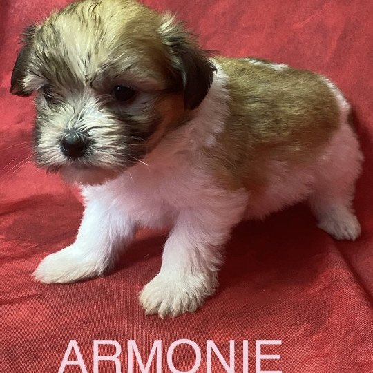 chiot Coton de tulear ARMONIE coton tricolore Domaine de la Chantelaie  