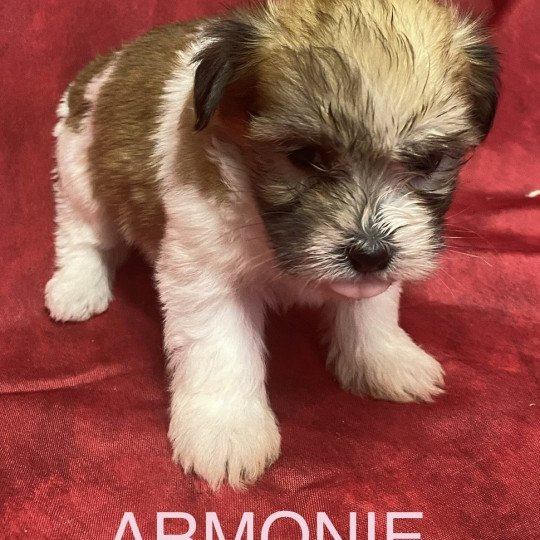 chiot Coton de tulear ARMONIE coton tricolore Domaine de la Chantelaie  