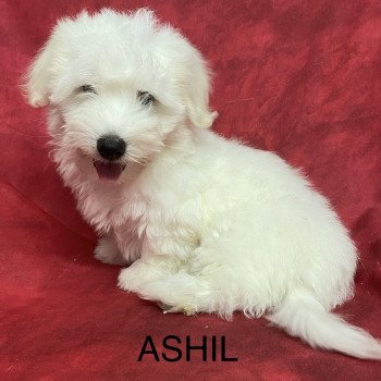 ASHIL coton Mâle Coton de tulear