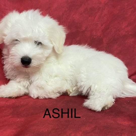 chiot Coton de tulear ASHIL coton Domaine de la Chantelaie  
