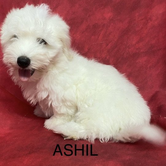 chiot Coton de tulear ASHIL coton Domaine de la Chantelaie  