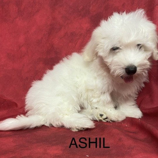 chiot Coton de tulear ASHIL coton Domaine de la Chantelaie  